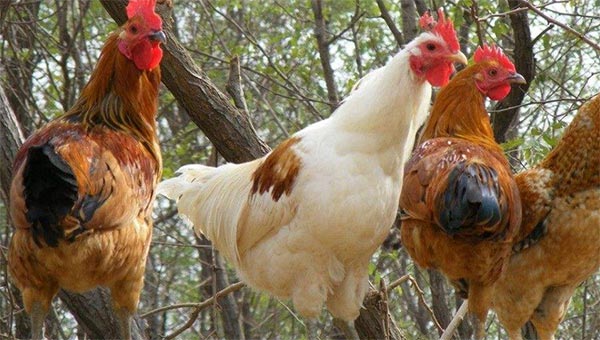 蛋鸡复合预混合饲料有哪些？